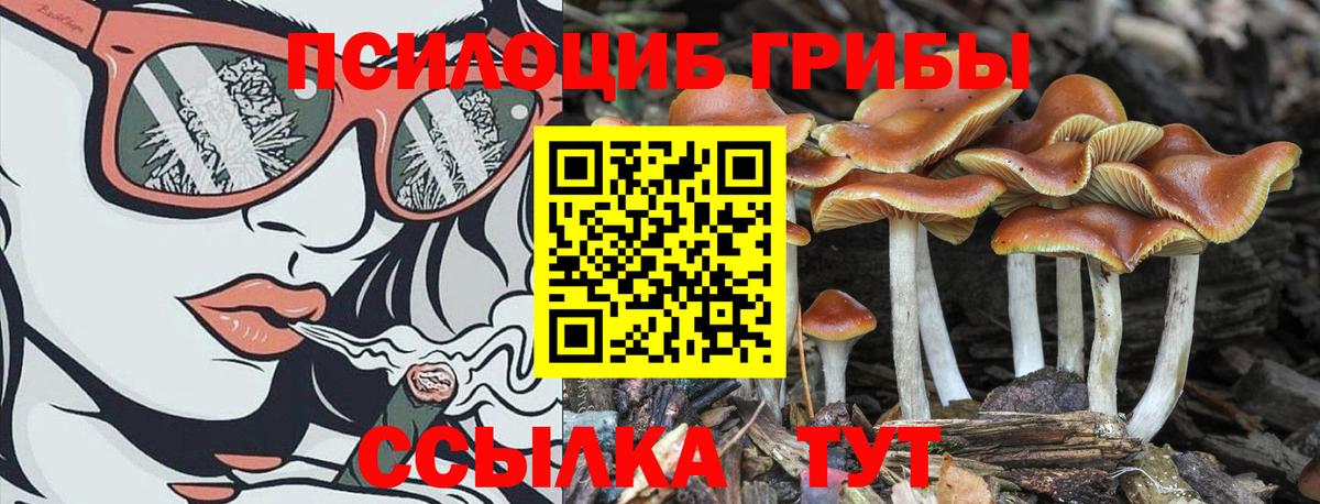 Гатчина  Псилоцибиновые грибы Psilocybe  Вход с VPN 